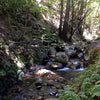 Local Small Stream Fishing