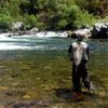 Fundamentals of Fly Fishing I