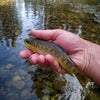 Fall Brown Trout in Mono Hot Springs